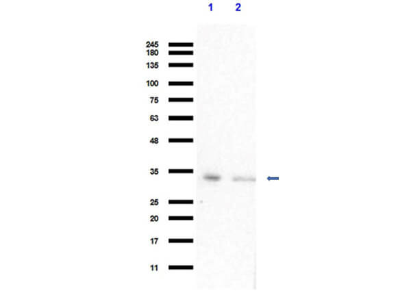 Western Blot of Anti-VDAC Antibody Western Blot of Anti-VDAC Antibody