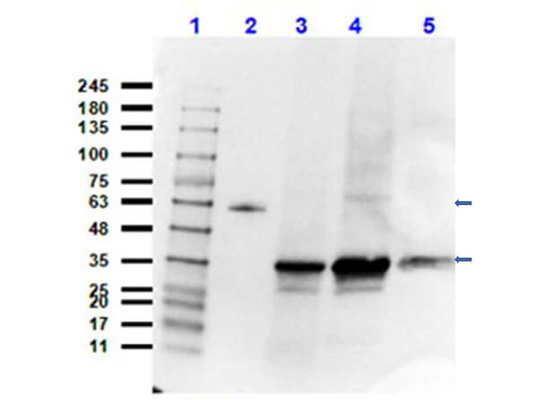 Western Blot of Goat Anti-VDAC Antibody Western Blot of Goat Anti-VDAC Antibody