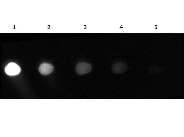 Gt-a-GFP Fluorescein Conjugated Gt-a-GFP Fluorescein Conjugated