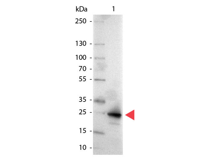GFP Antibody Alkaline Phosphatase Conjugated GFP Antibody Alkaline Phosphatase Conjugated