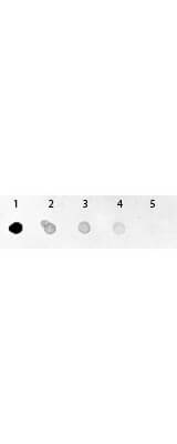 GFP Antibody Alkaline Phosphatase Conjugated - Dot Blot GFP Antibody Alkaline Phosphatase Conjugated - Dot Blot