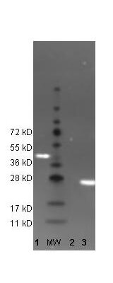 DyLight™ 488 Anti-GFP Antibody-Western Blot DyLight™ 488 Anti-GFP Antibody-Western Blot