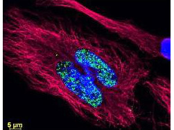 Anti-Histone and Anti-Tubulin Antibodies - Immunofluorescence Microscopy Anti-Histone and Anti-Tubulin Antibodies - Immunofluorescence Microscopy