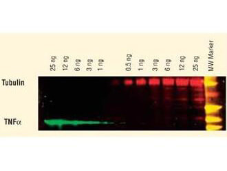 Dylight conjugated antibody - Western Blot Dylight conjugated antibody - Western Blot