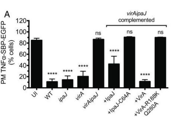 RUSH Assay using Anti-GFP Antibody DyLight™680 Conjugated RUSH Assay using Anti-GFP Antibody DyLight™680 Conjugated
