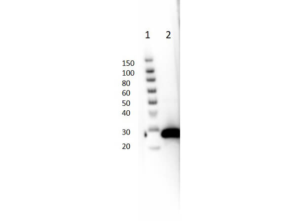 Western blot of Ms Anti-GFP Antibody. Western blot of Ms Anti-GFP Antibody.