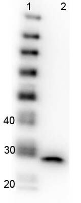 Western Blot of GFP Western Blot of GFP
