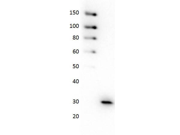 Western Blot of Anti-GFP HRP Conjugated Antibody Western Blot of Anti-GFP HRP Conjugated Antibody