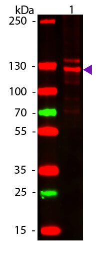 WB - COLLAGEN Type I Antibody WB - COLLAGEN Type I Antibody