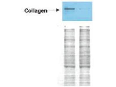 Anti-Collagen I Anitbody - Western Blot Anti-Collagen I Anitbody - Western Blot