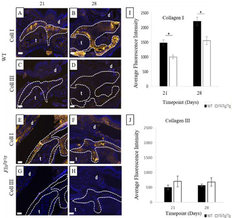 Immunohistochemistry of Anti-Collagen Type I Immunohistochemistry of Anti-Collagen Type I