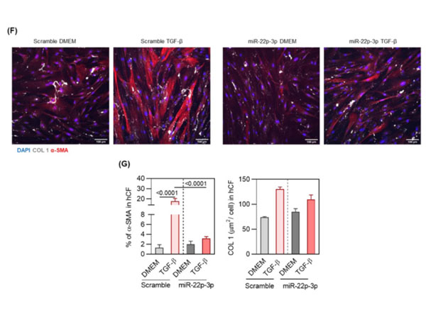 Immunofluorescence of Rabbit Anti-Collagen Type I Antibody Immunofluorescence of Rabbit Anti-Collagen Type I Antibody