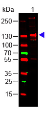 COLLAGEN III Antibody - Western Blot COLLAGEN III Antibody - Western Blot