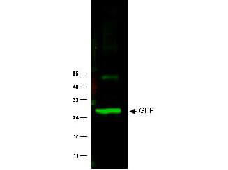 Anti-GFP Antibody - Western Blot Anti-GFP Antibody - Western Blot