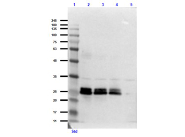 Western Blot of Rabbit anti-GFP antibody. Western Blot of Rabbit anti-GFP antibody.