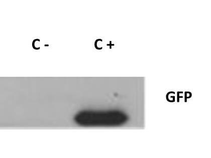 Western Blot of Rabbit anti-GFP antibody. Western Blot of Rabbit anti-GFP antibody.