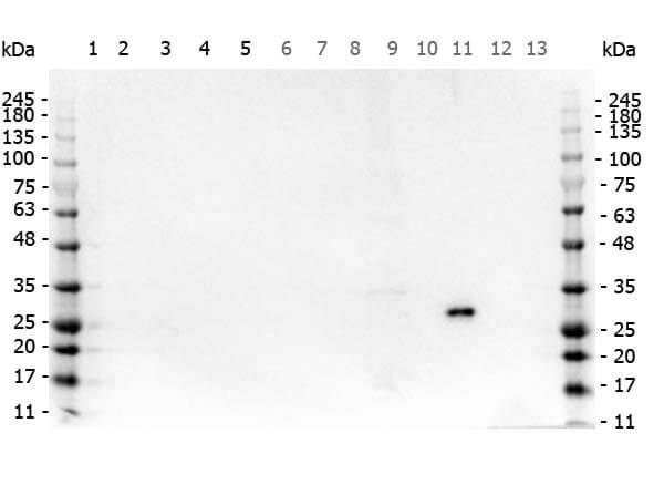 Rabbit anit-GFP Rabbit anit-GFP