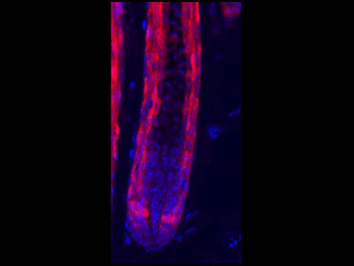 RFP Antibody Pre-adsorbed