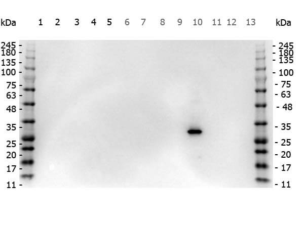 Rabbit anti-RFP Western Blot Rabbit anti-RFP Western Blot