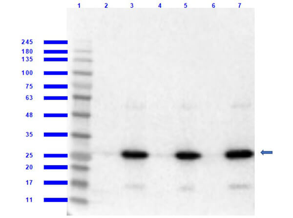 Western Blot of Rabbit Anti-RFP MW hu, ms, rt Antibody Western Blot of Rabbit Anti-RFP MW hu, ms, rt Antibody