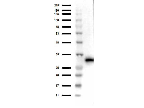 Western Blot of Rabbit anti-RFP Antibody Western Blot of Rabbit anti-RFP Antibody