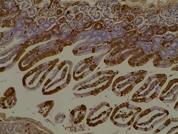 Immunohistochemistry of Anti-RFP Antibody. Immunohistochemistry of Anti-RFP Antibody.