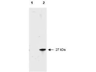 Anti-RFP Antibody - Western Blot Anti-RFP Antibody - Western Blot