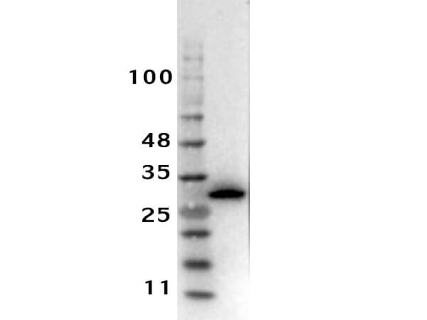 Western Blot Results of RTU Rabbit Anti-RFP Antibody. Western Blot Results of RTU Rabbit Anti-RFP Antibody.