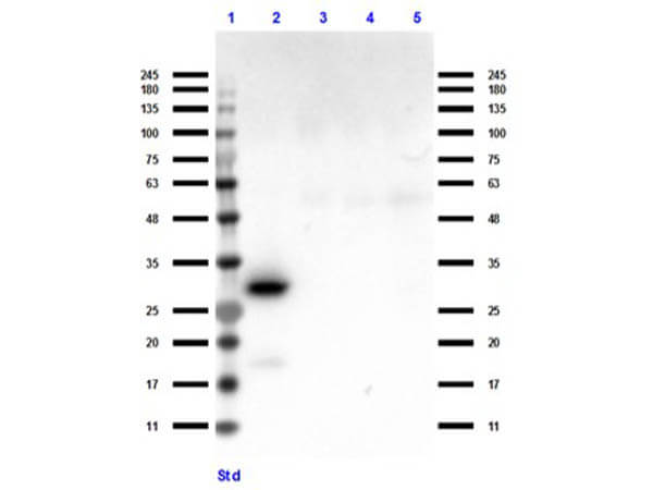 Western Blot of Ready-to-Use Anti-RFP Antibody Western Blot of Ready-to-Use Anti-RFP Antibody