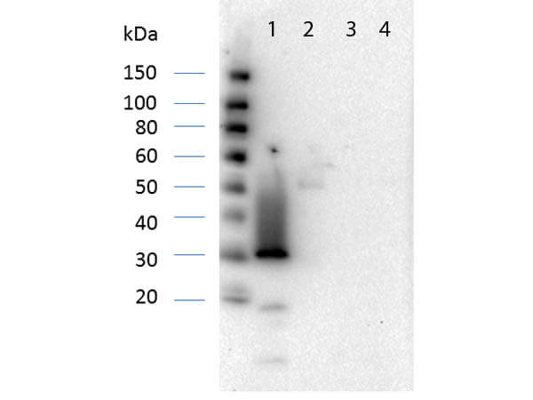 RFP Antibody Pre-Absorbed - Western Blot RFP Antibody Pre-Absorbed - Western Blot