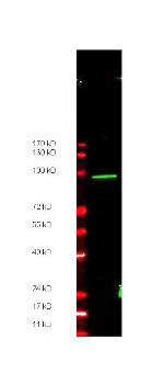 Anti-Myc epitope tag Antibody - Western Blot Anti-Myc epitope tag Antibody - Western Blot