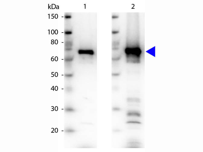 WB - 6xHIS Epitope Tag Antibody WB - 6xHIS Epitope Tag Antibody