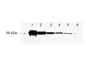 FLAG™ conjugated proteins - Western Blot FLAG™ conjugated proteins - Western Blot