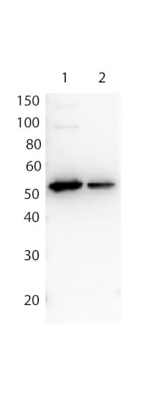 Antibody for the detection of FLAG™ conjugated proteins - Western Blot Antibody for the detection of FLAG™ conjugated proteins - Western Blot