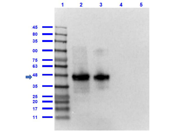 Western Blot of Rabbit Anti-FLAG Antibody Western Blot of Rabbit Anti-FLAG Antibody
