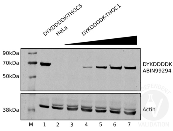 Western Blot of the antibody for the detection of FLAG® conjugated proteins. Western Blot of the antibody for the detection of FLAG® conjugated proteins.