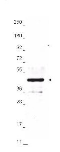 Anti-HA Epitope Tag Antibody - Western Blot Anti-HA Epitope Tag Antibody - Western Blot