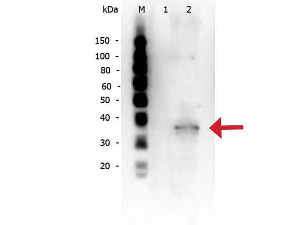 Rabbit anti-Mcl-1 Rabbit anti-Mcl-1