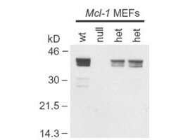 Mcl-1 Antibody