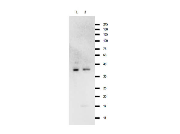 Western Blot of Rabbit Anti-Mcl-1 antibody Western Blot of Rabbit Anti-Mcl-1 antibody