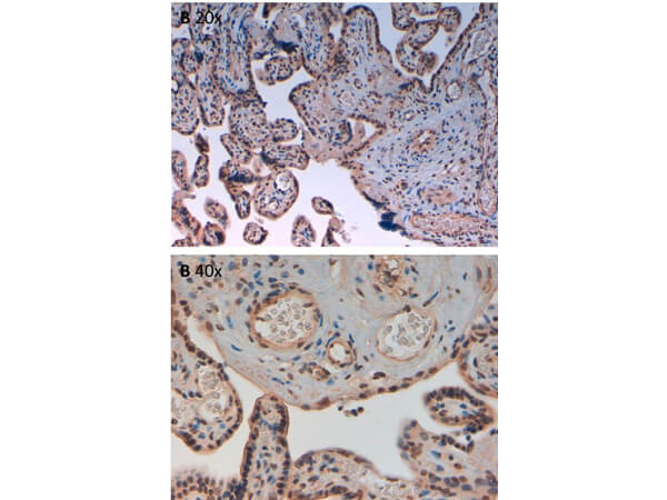 Immunohistochemistry - Anti-AuroraB pT232 Antibody Immunohistochemistry - Anti-AuroraB pT232 Antibody
