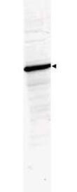 Anti-HDAC-1 Antibody - Western Blot Anti-HDAC-1 Antibody - Western Blot