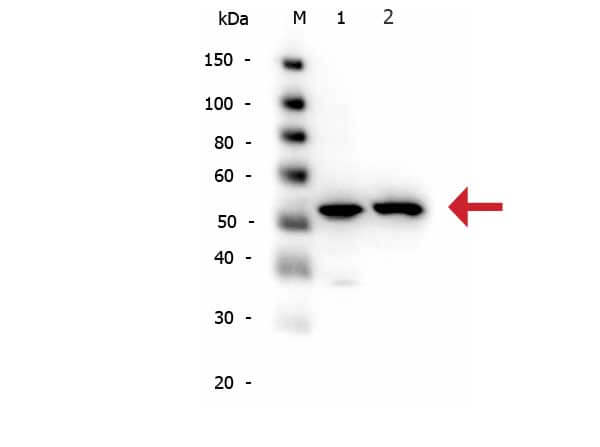 Rabbit anti-alpha Tubulin WB Rabbit anti-alpha Tubulin WB