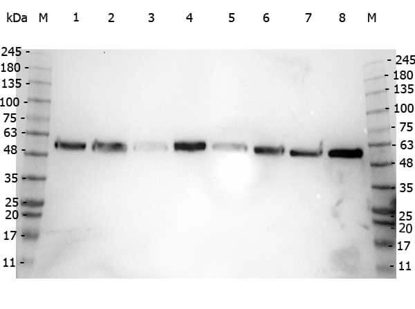 Rabbit anit-Alpha tubulin WB Rabbit anit-Alpha tubulin WB