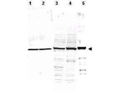 Alpha Tubulin Antibody - Western Blot Alpha Tubulin Antibody - Western Blot
