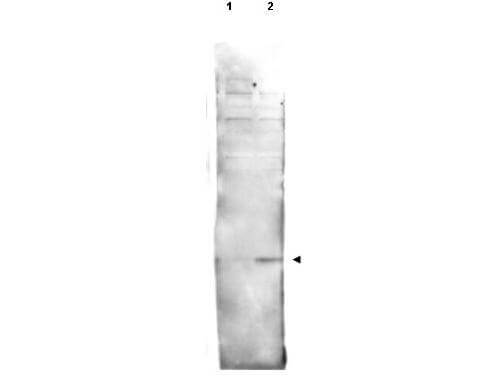 Anti-Histone H2AvD pS137 Antibody - Western Blot Anti-Histone H2AvD pS137 Antibody - Western Blot