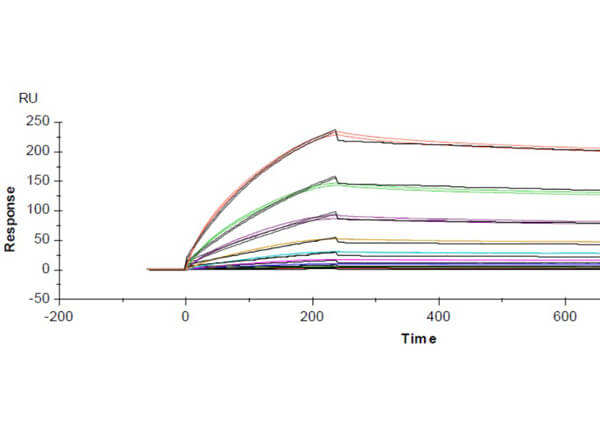 Surface Plasmon Resonance (SPR) Data of Rabbit Anti-SARS-CoV Nucleocapsid (N) Antibody Surface Plasmon Resonance (SPR) Data of Rabbit Anti-SARS-CoV Nucleocapsid (N) Antibody
