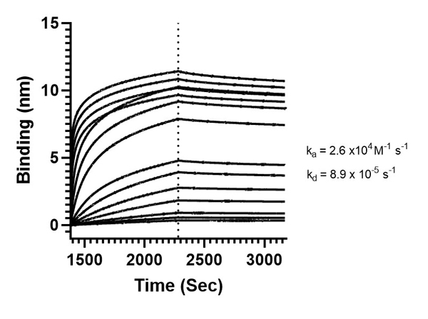 Binding mode and kinetic analysis of Anti-SARS-CoV Nucleocapsid Binding mode and kinetic analysis of Anti-SARS-CoV Nucleocapsid