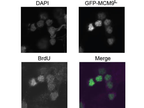 Immunofluorescence Microscopy - Rabbit anti-BrdU Immunofluorescence Microscopy - Rabbit anti-BrdU