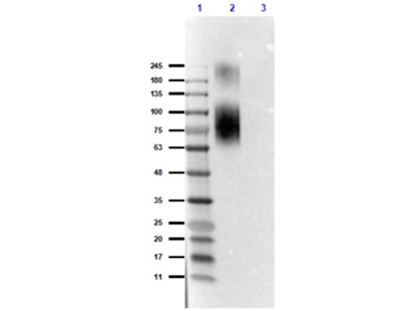 Western Blot of Anti-ATG13pS318 Antibody Western Blot of Anti-ATG13pS318 Antibody